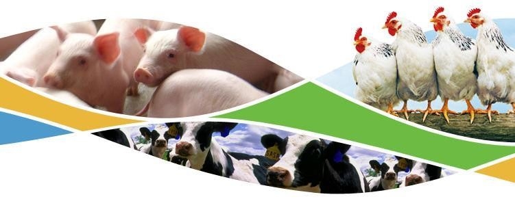 O gado alimenta a nutrição