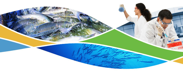 Nutrição da alimentação do camarão